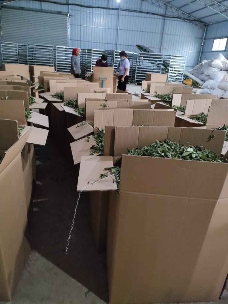 薄荷叶，安徽基地供货一手货源，质量好，价格优惠，欢迎采购