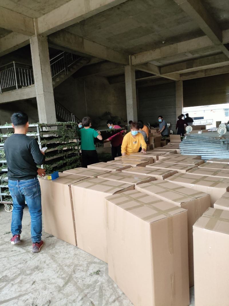 薄荷叶，安徽基地供货一手货源，质量好，价格优惠，欢迎采购
