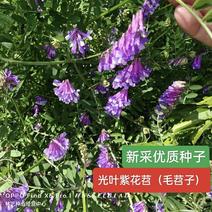 光叶紫花苕种子毛苕子种子箭舌豌豆种子绿肥种籽果园多年生
