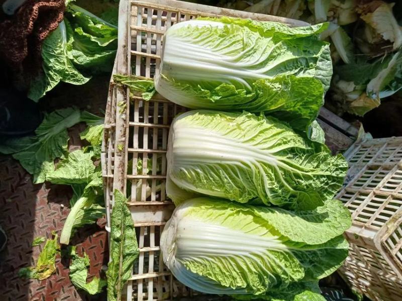 【牛商优选】精品大白菜一手货源地头直发可对接商超量大