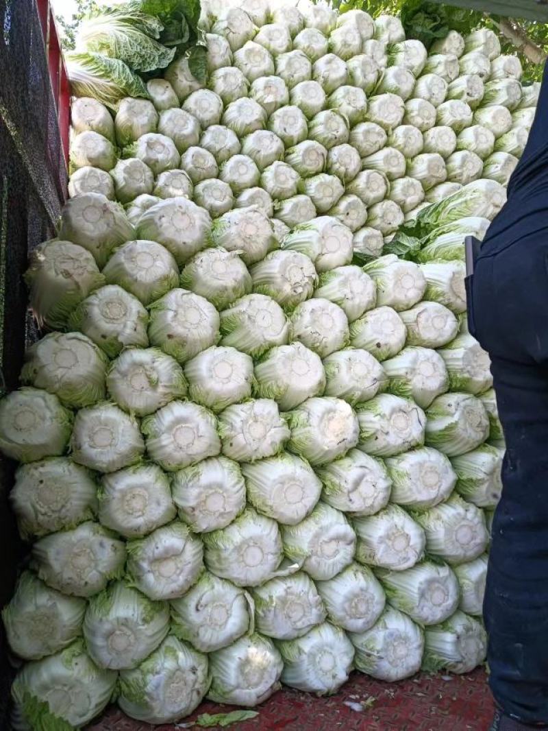 【牛商优选】精品大白菜一手货源地头直发可对接商超量大