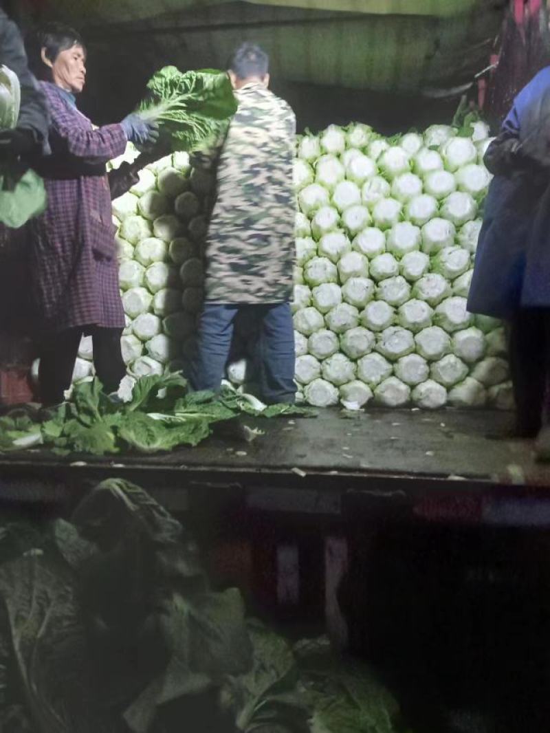 【牛商优选】精品大白菜一手货源地头直发可对接商超量大