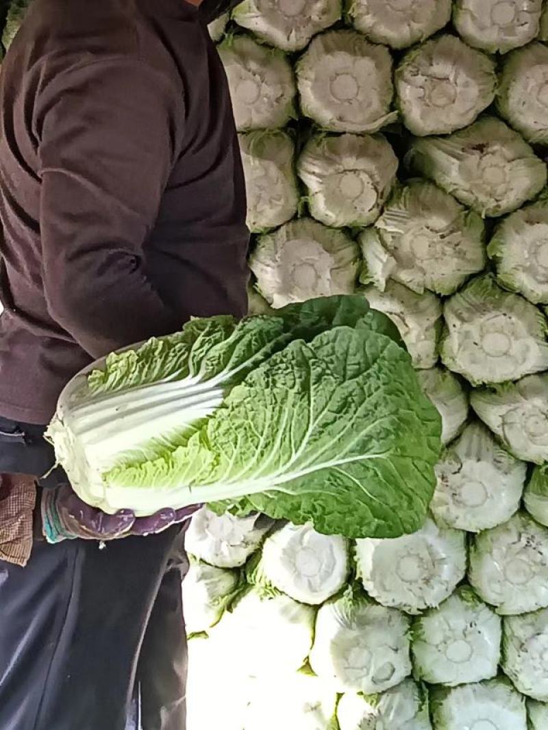 【牛商优选】精品大白菜一手货源地头直发可对接商超量大