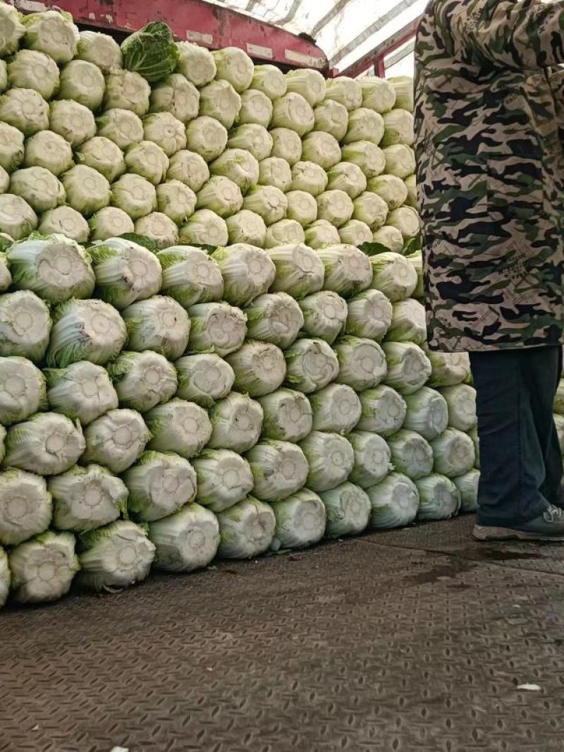 【牛商优选】精品大白菜一手货源地头直发可对接商超量大