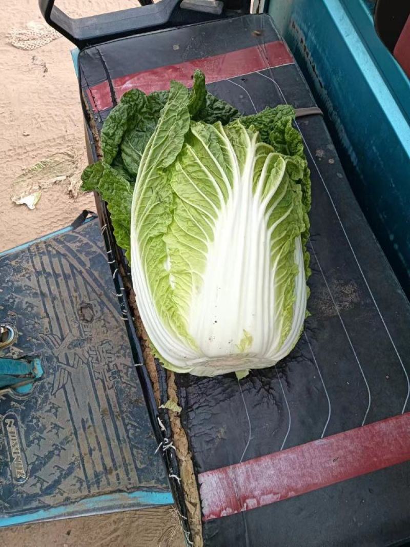 【牛商优选】精品大白菜一手货源地头直发可对接商超量大