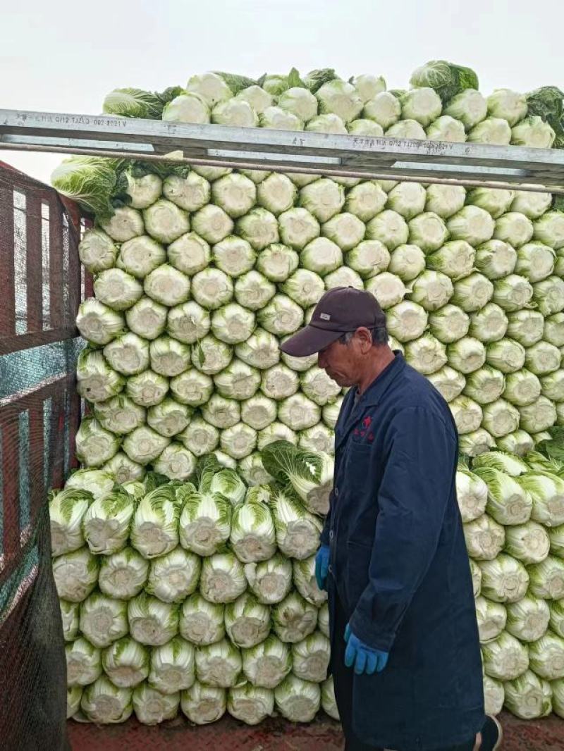 【牛商优选】精品大白菜一手货源地头直发可对接商超量大