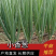 小香葱质量好价格合理货源充足可视频看货验货