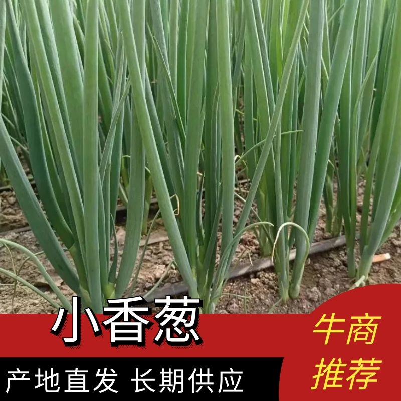小香葱质量好价格合理货源充足可视频看货验货