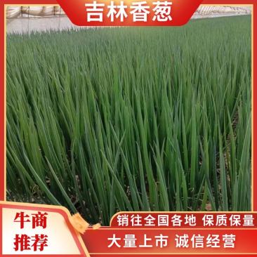 【精品】小葱香葱产地发货可视频看货价格优惠欢迎老板来电询