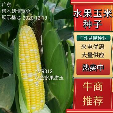 【牛商优选】玉米种子9312双色金银水果玉米种子玉米苗