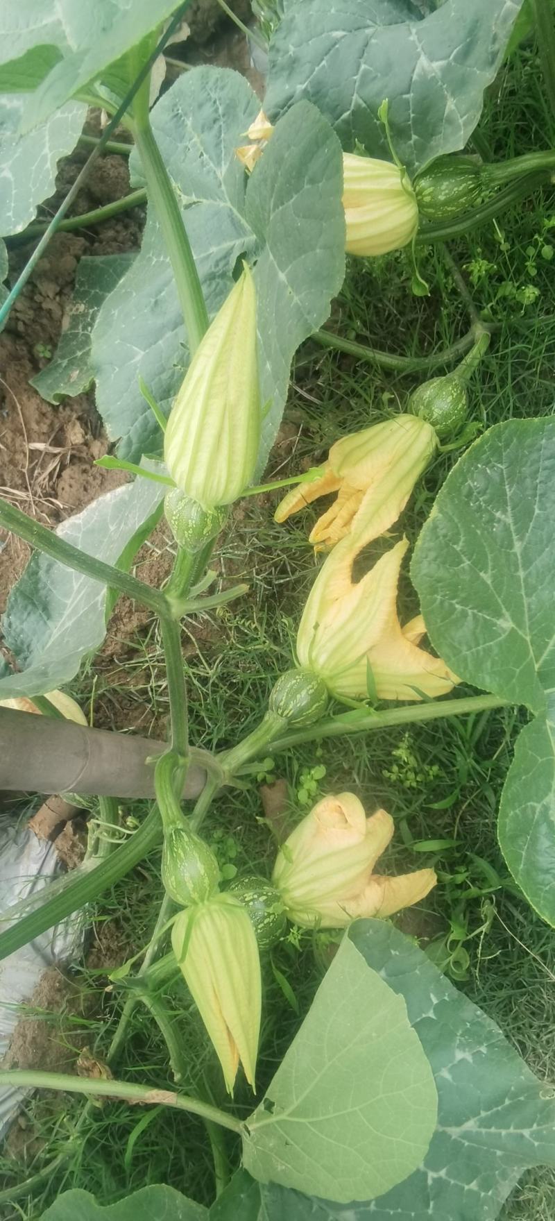小南瓜种子甜栗香靑花皮黄心南瓜肉紧实香味浓结瓜多