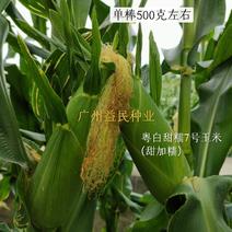 【热卖中】粤白甜7号玉米种子(甜加糯玉米)玉米苗提供技术