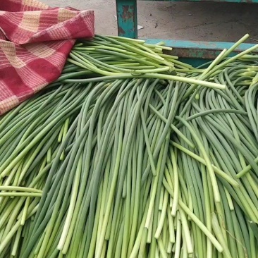 本地蒜苔大量有货一手货源加工打包出库一条龙服务
