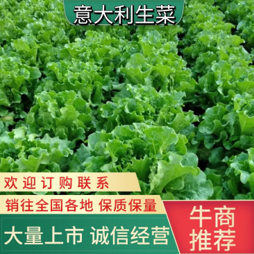 ［推荐］绿之源精品意大利生菜，全面供应大型冷库预冷