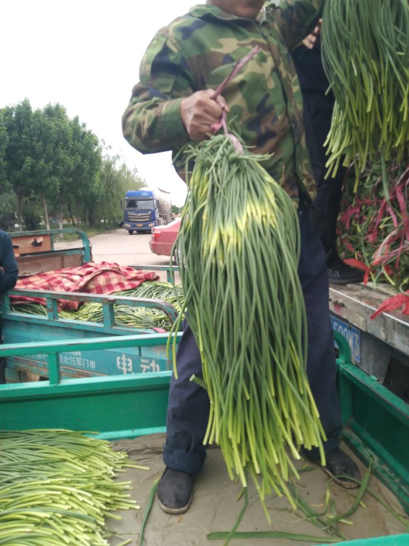 本地蒜苔大量有货一手货源加工打包出库一条龙服务