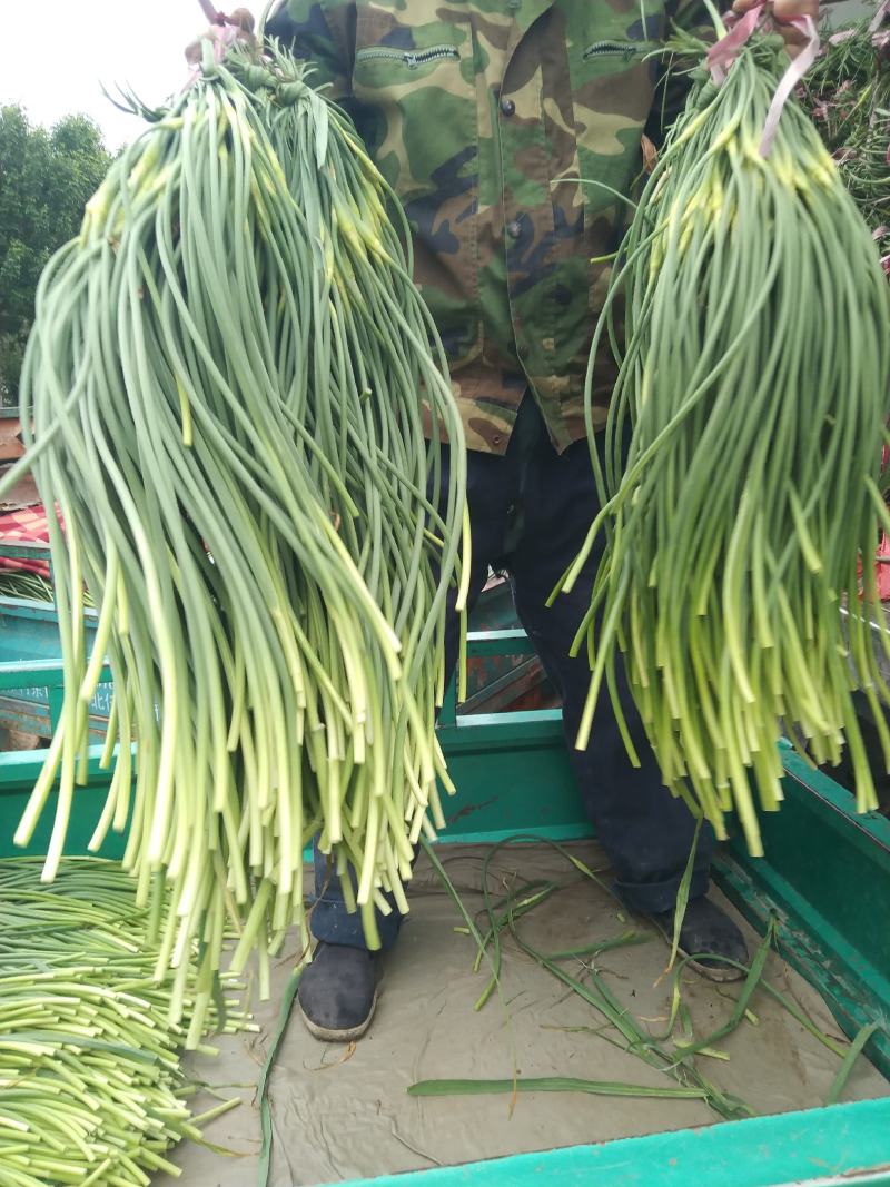 本地蒜苔大量有货一手货源加工打包出库一条龙服务
