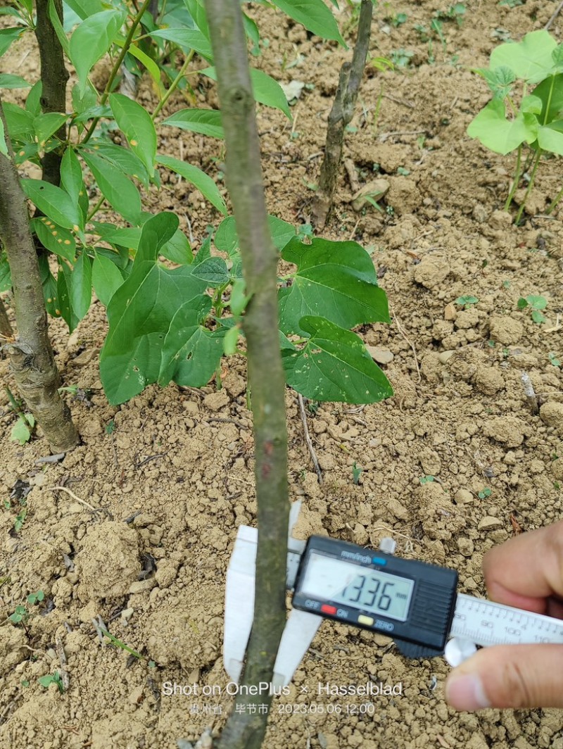 树苗