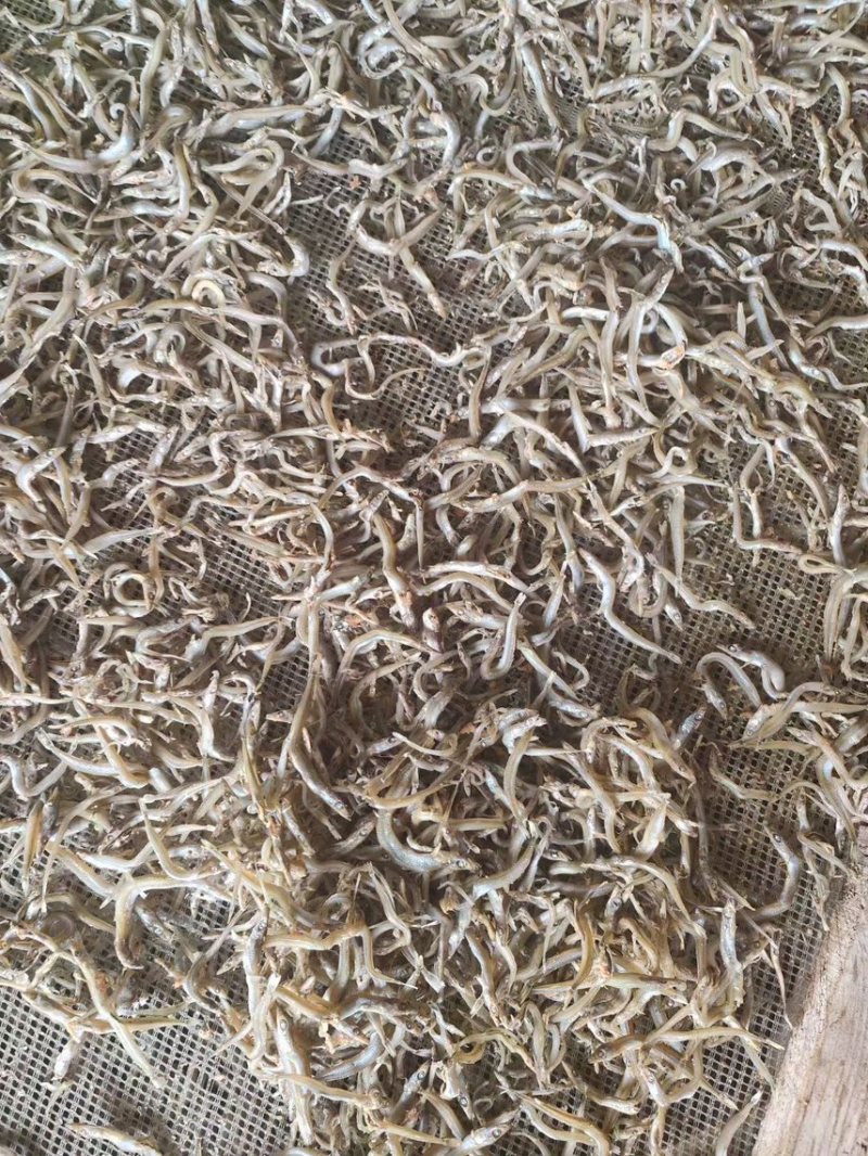 小青鱼面条鱼银鱼海水鱼干度好杂质少微盐