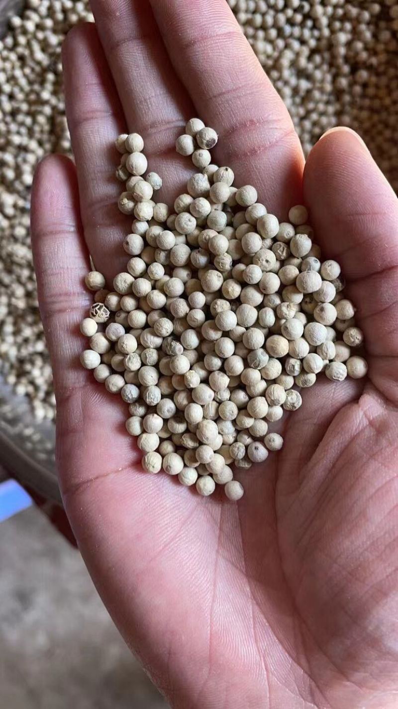 白胡椒全足干胡椒散装批发足干潮货胡椒瓶香辛料批发调味品