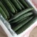 【推荐】福建黄瓜密刺黄瓜保质保量产地直供欢迎来电咨询
