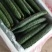 【推荐】福建黄瓜密刺黄瓜保质保量产地直供欢迎来电咨询
