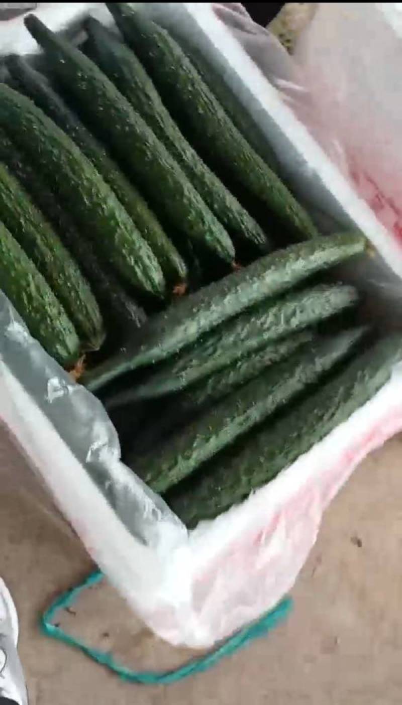 【推荐】福建黄瓜密刺黄瓜保质保量产地直供欢迎来电咨询