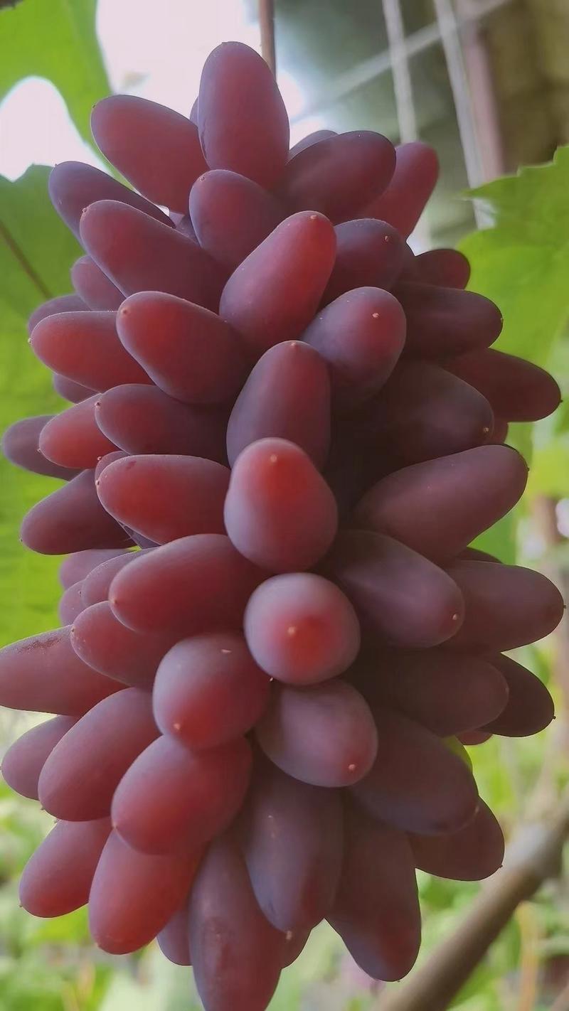 【一件代发】着色香葡萄果园直供巨峰葡萄量大从优