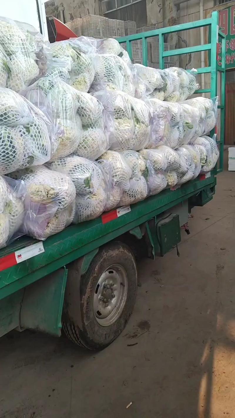 河北邯郸产地精品实花大量上市一手货源可视频看货