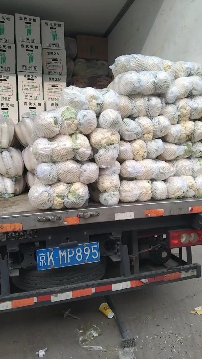 河北邯郸产地精品实花大量上市一手货源可视频看货