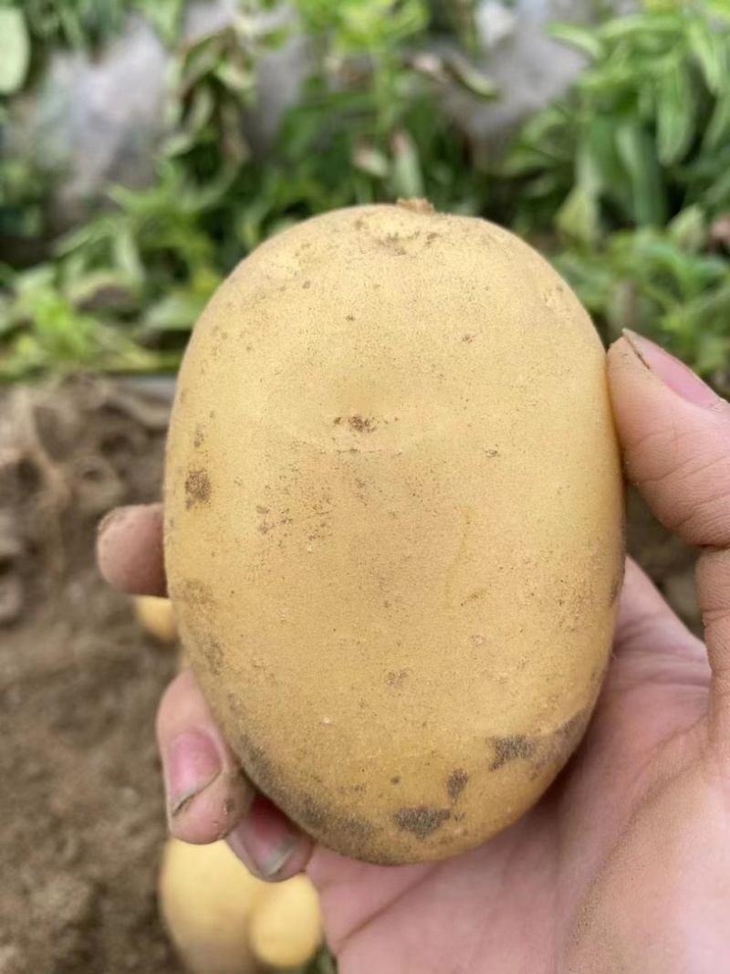 【精品】湖北黄心土豆精品质量，产地一手直发，保质保量