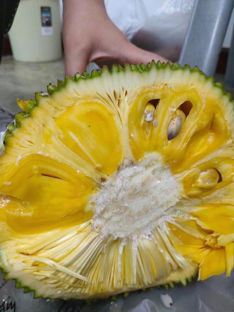 海南菠萝密产地直发对接全国市场可视频看货欢迎来电