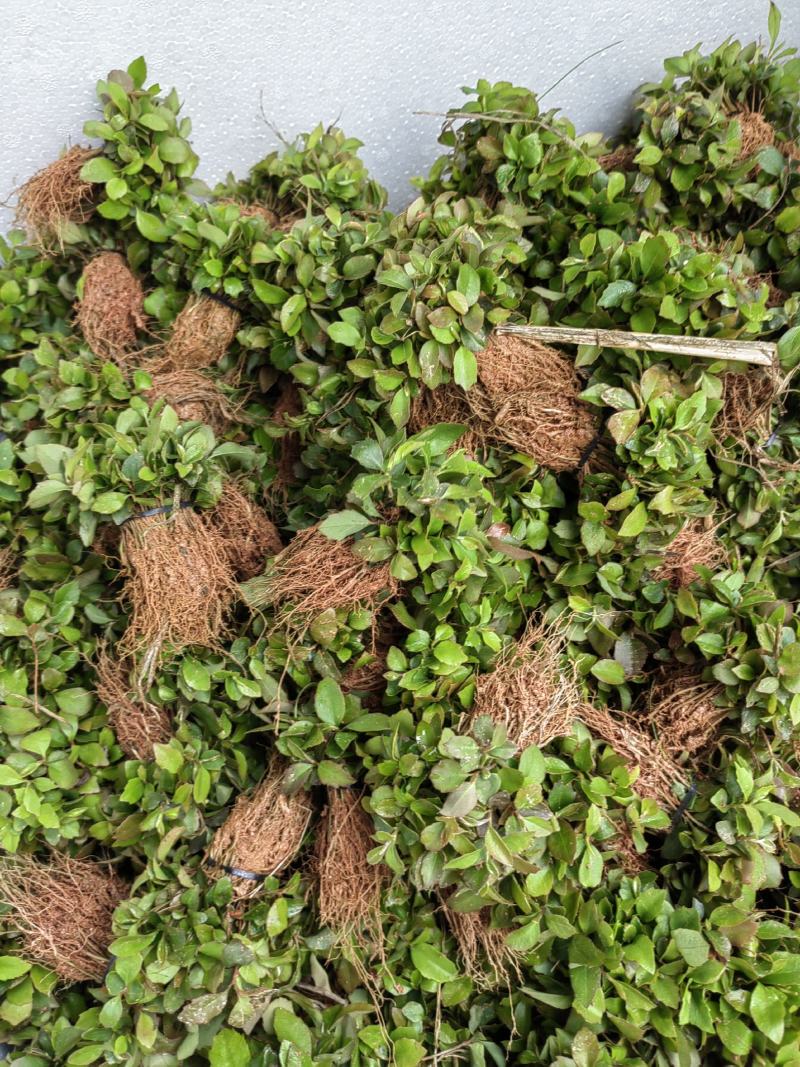 木荷芽苗供应，批发价格、全国发货，欢迎咨询