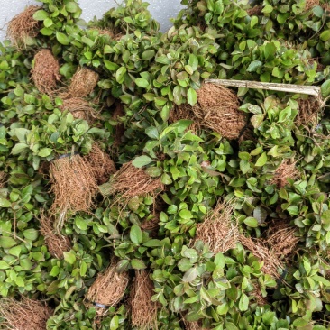 木荷芽苗供应，批发价格、全国发货，欢迎咨询