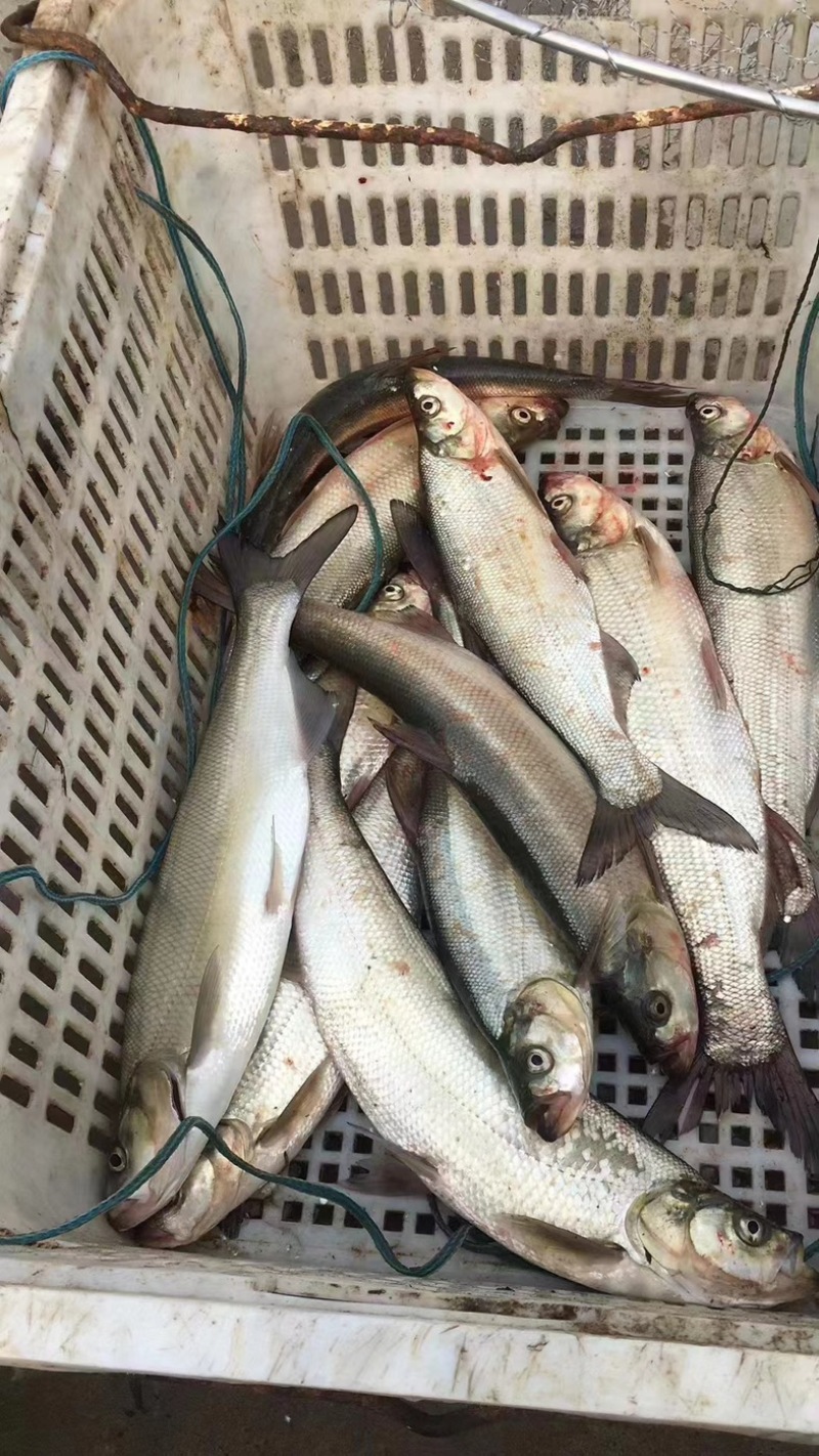 翘嘴白鱼常年供货，当天发货次日到