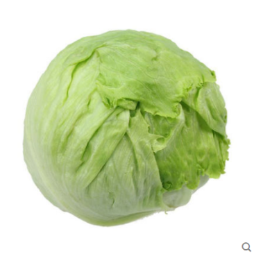 精品球生菜，汉堡专用，产地直销
