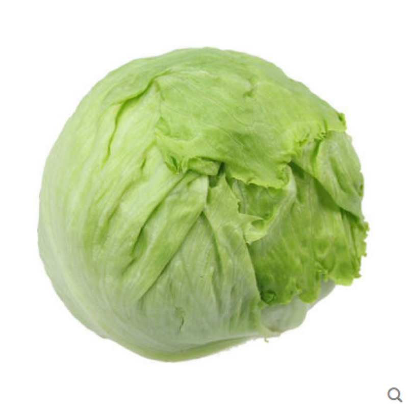 精品球生菜，汉堡专用，产地直销