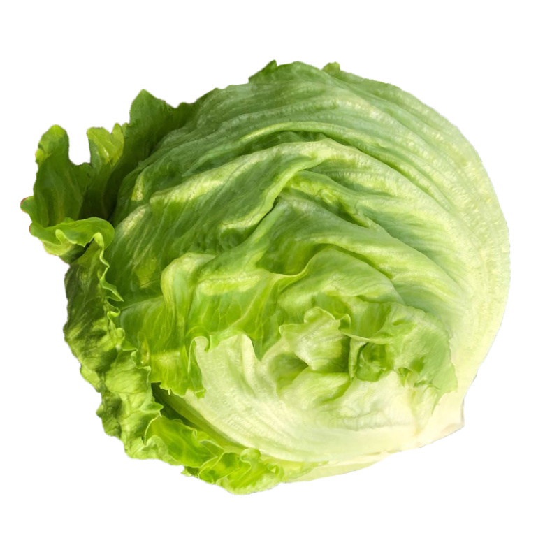精品球生菜，汉堡专用，产地直销