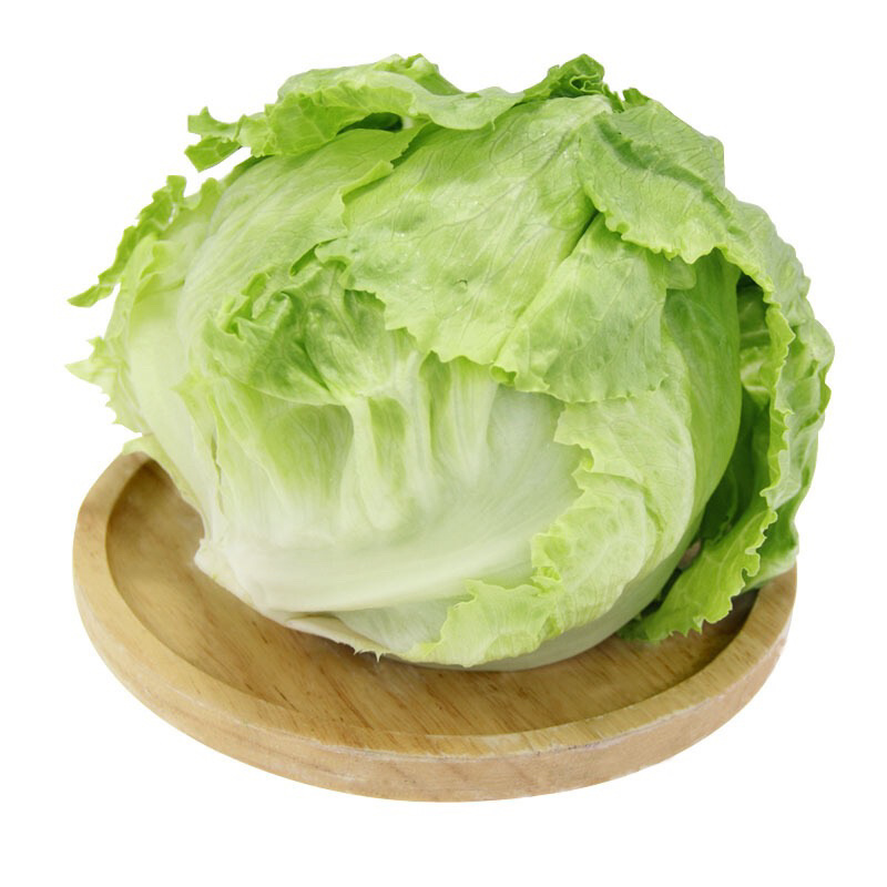 精品球生菜，汉堡专用，产地直销
