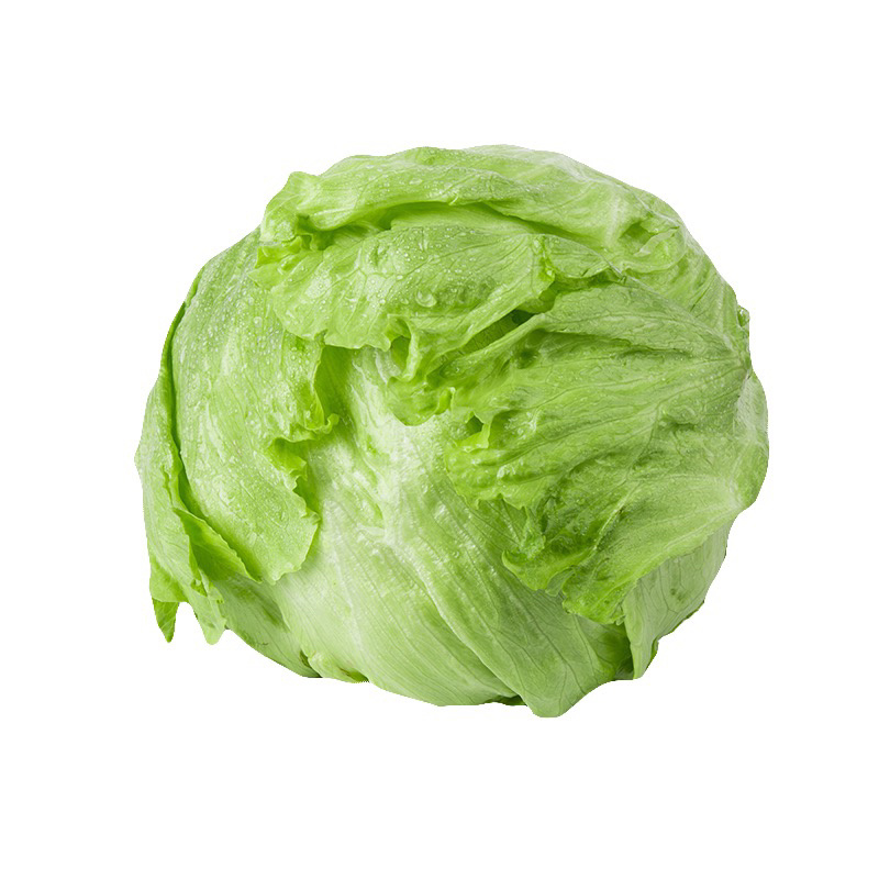精品球生菜，汉堡专用，产地直销