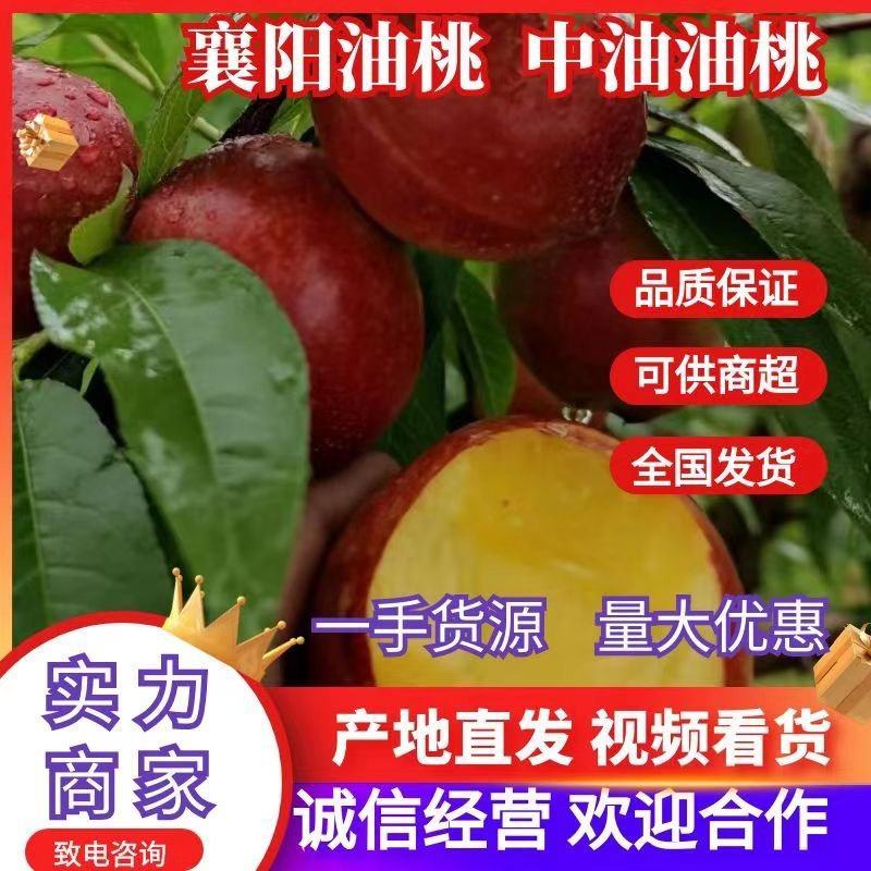 产地直供精品开园金雷，千年红，曙光，09-3中油系列油桃