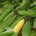 精品玉米-水果玉米原产地发货，产地现货，量大更优惠