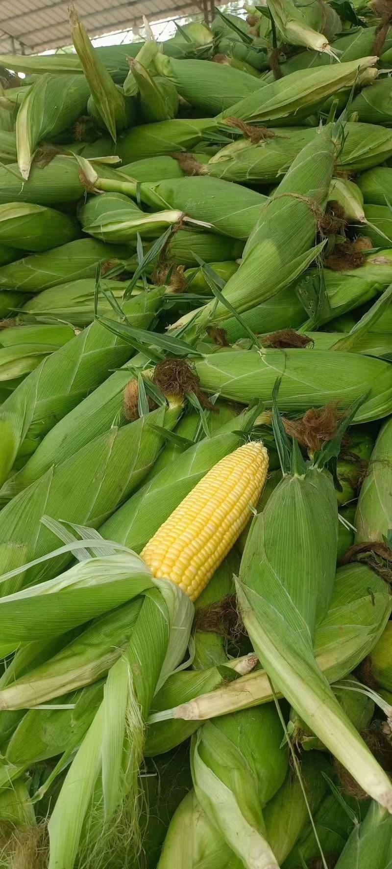 精品玉米-水果玉米原产地发货，产地现货，量大更优惠