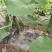 水果黄瓜