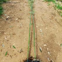 竹子高4米至6米大杯苗，产地直销，价格，河南桐柏货源