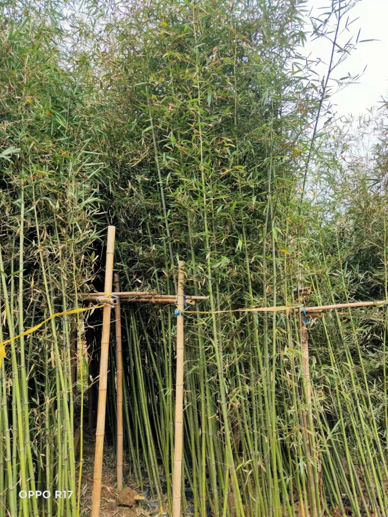 竹子高4米至6米大杯苗，产地直销，价格优惠，河南桐柏货源