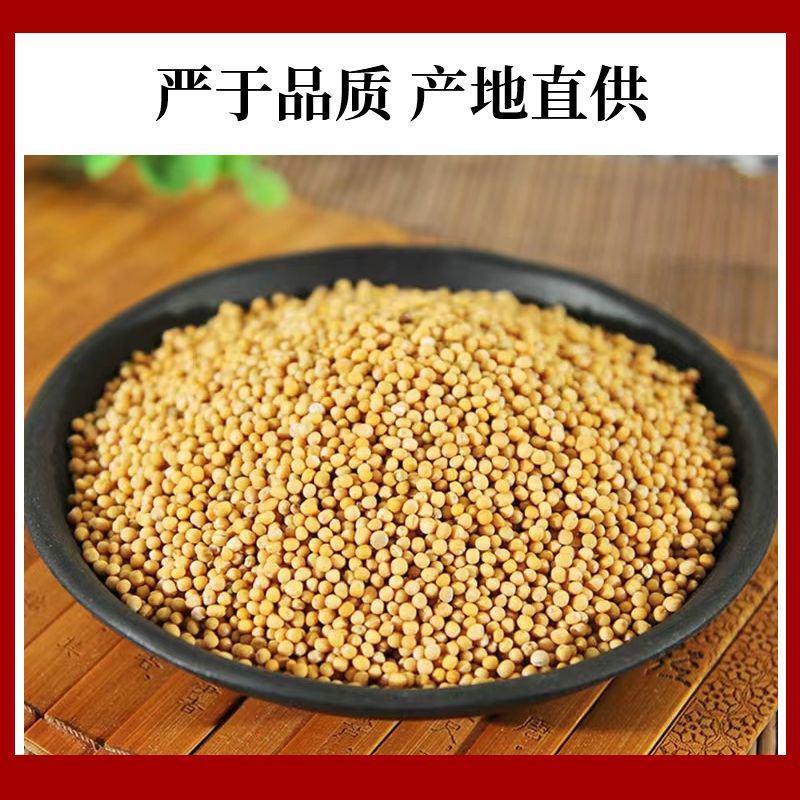 精选野生正品白芥子500g中药材芥菜子辣菜子炒白芥籽泡茶
