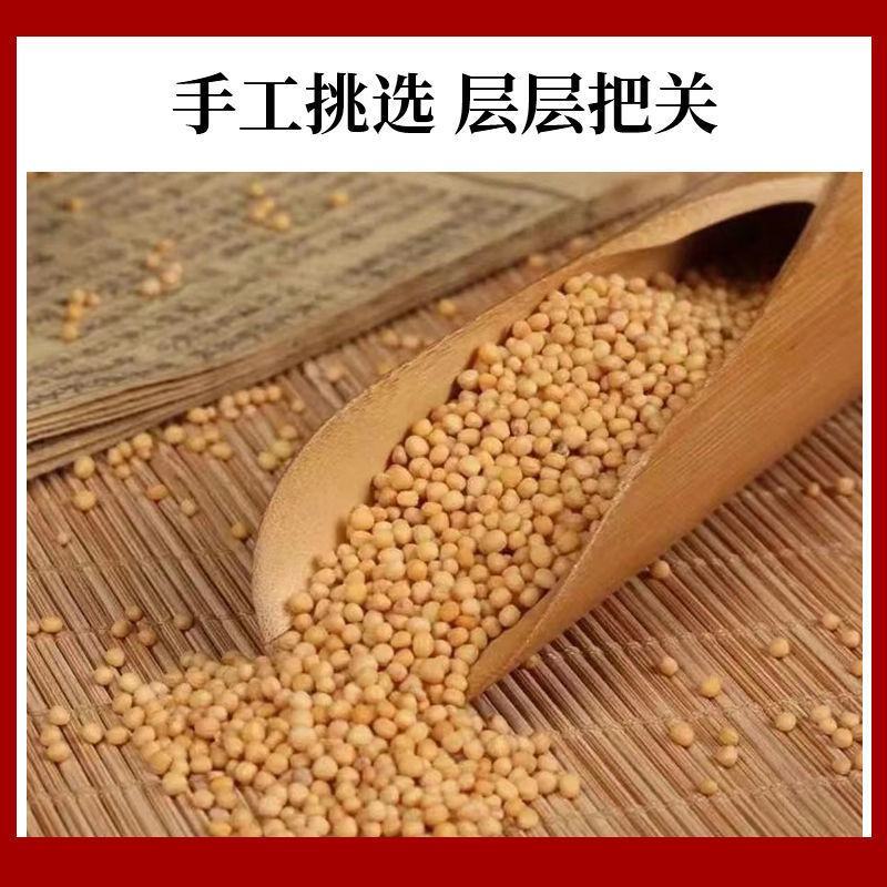 精选野生正品白芥子500g中药材芥菜子辣菜子炒白芥籽泡茶