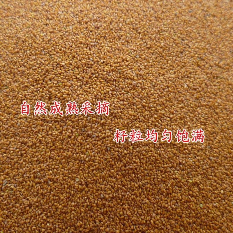 野生葶苈子正宗中药材葶苈子亭历子无硫上等葶苈子籽化