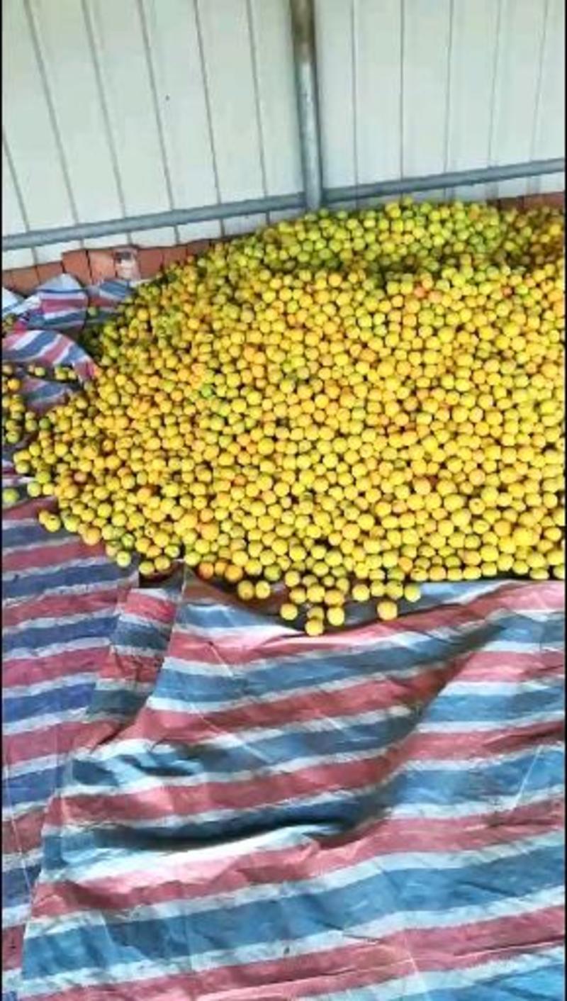 大量麦黄杏即将上市，品质好，耐运输，欢迎广大客商前来选购