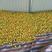 大量麦黄杏即将上市，品质好，耐运输，欢迎广大客商前来选购